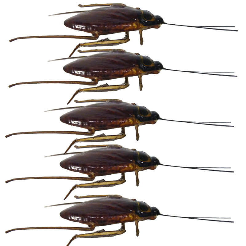 Broma Cucaracha Realista x 6-Broma-Sexo Sentido-SexoSentido